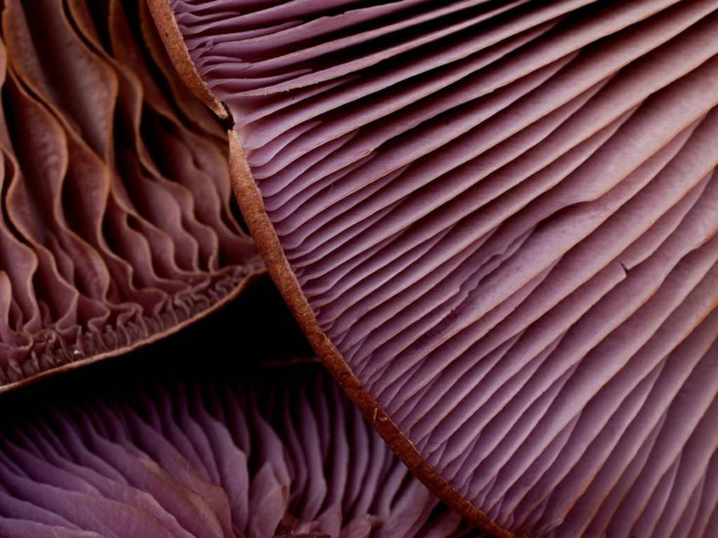 Fungi Underside